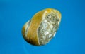 A thunder egg as tumbled gemstone and healing stone Royalty Free Stock Photo