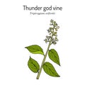 Thunder god vine Tripterygium wilfordii , medicinal plant Royalty Free Stock Photo