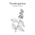 Thunder god vine Tripterygium wilfordii , medicinal plant Royalty Free Stock Photo