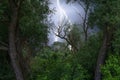 Thunder, lightnings and rain during storm over forest Royalty Free Stock Photo