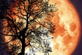 Thunder moon on night sky back over silhouette dark tree Royalty Free Stock Photo