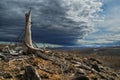 Thundercloud above a dead forest Royalty Free Stock Photo