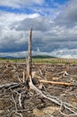 Thundercloud above a dead forest Royalty Free Stock Photo