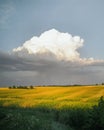 Thunderclouds above yellow field.