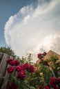 Thunderstorm with clear defined anvil as seen from a backyard garden with roses Royalty Free Stock Photo