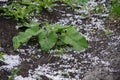 Thunderstorm with heavy hail and rain with snow. The hail broke the leaves. A hole in the leaves. Hail in the summer