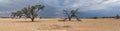 Thunderstorm in the Kalahari in the Kgalagadi Transfrontier Park i
