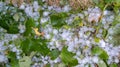 Thunderstorm of large hail destroyed the grass hailstones in garden home