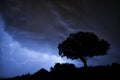 Thunderstorm, lightning, tree, holm oak Royalty Free Stock Photo