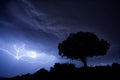 Thunderstorm, lightning, tree, holm oak Royalty Free Stock Photo