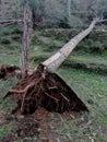 Thunderstorm nature tree lebanon huricane