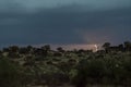 Thunderstorm over Quiver trees in Namibia Royalty Free Stock Photo