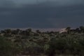 Thunderstorm over Quiver trees in Namibia Royalty Free Stock Photo