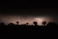 Thunderstorm over Quiver trees in Namibia Royalty Free Stock Photo