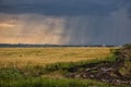 Thunderstorm over a yellow wheat field, a dirty rural road and streaks of rain on the horizon Royalty Free Stock Photo