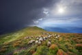Thunderstorm and Sheep herding dog in the mountains Royalty Free Stock Photo