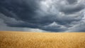 Grain crop threat. Heavy storm clouds over the wheat field. Royalty Free Stock Photo