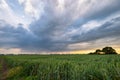 Thundery shower over wheat fields just before sunset