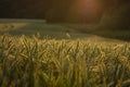 Thurgaton, Nottinghamshire, UK, July 2019, Field of Wheat near Thurgaton