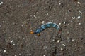 Thuridilla gracilis Sea Slug