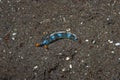 Thuridilla gracilis Sea Slug