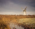 Thurne Mill Reeds Royalty Free Stock Photo