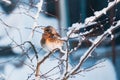 Thursh bird sit at the snowed branches
