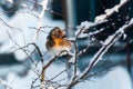 Thursh bird sit at the snowed branches