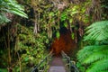 Thurston Lava Tube in Hawaii Volcano National Park, Big Isla Royalty Free Stock Photo