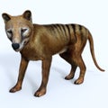 Thylacine Marsupial Side Profile Royalty Free Stock Photo