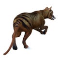 Thylacine Marsupial Tail Royalty Free Stock Photo