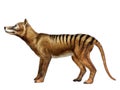 Thylacine Side Profile Royalty Free Stock Photo