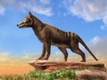 Thylacine