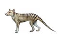 Thylacinus, marsupial wolf