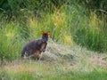 Thylogale billardierii - Tasmanian Pademelon known as the rufous-bellied pademelon or red-bellied pademelon Royalty Free Stock Photo