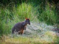 Thylogale billardierii - Tasmanian Pademelon known as the rufous-bellied pademelon or red-bellied pademelon