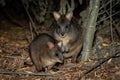 Thylogale billardierii - Tasmanian Pademelon known as the rufous-bellied pademelon or red-bellied pademelon, is the sole species Royalty Free Stock Photo