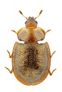 Thymalus limbatus