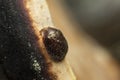 Thymalus limbatus feeding on polypore