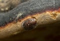 Thymalus limbatus feeding on polypore Royalty Free Stock Photo