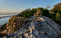 Thymbra capitata on Sella del Diavolo cliff, Cagliari, Sardinia, Italy Royalty Free Stock Photo