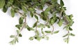 Thyme Royalty Free Stock Photo