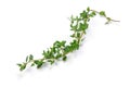 Thyme Royalty Free Stock Photo