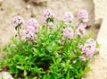 Thyme Royalty Free Stock Photo