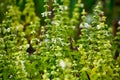 Thyme, basil and other aromatic plants Royalty Free Stock Photo