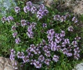 Thyme blossom Royalty Free Stock Photo