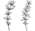 Thyme branch in black with white colors hand drawn, isolated on white background. Vector illustration