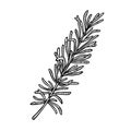 Thyme branch. Engraving vintage vector black illustration. Isolated on white