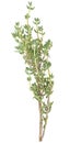Thyme branch herb isolated on white background, top view. Green thyme spice Royalty Free Stock Photo