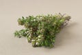 Thyme Royalty Free Stock Photo